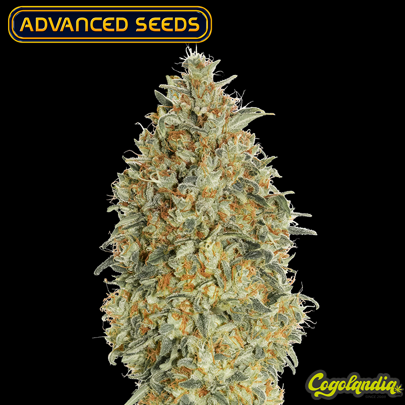 Auto Gorilla Blue - Advanced Seeds Semillas autoflorecientes