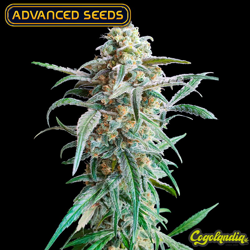 Auto Cherry Pie - Advanced Seeds