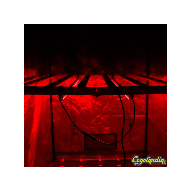 NIR Twins - Agrolite