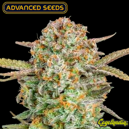 Auto Bruce Banner XXL - Advanced Seeds
