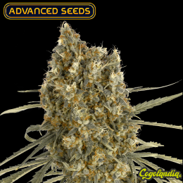 Auto Jack Herer - Advanced Seeds Semillas autoflorecientes