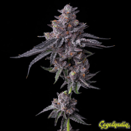 Zillions - Barney's Farm