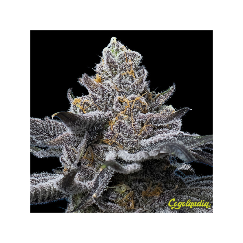 LFG - Barney's Farm Semillas Feminizadas