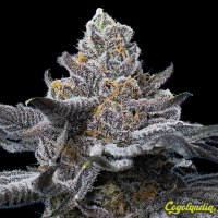 LFG - Barney's Farm Semillas Feminizadas