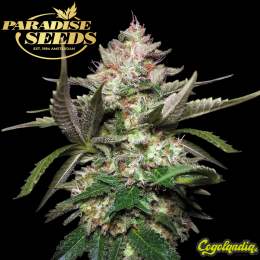 Auto Kong 4 - Paradise Seeds