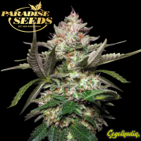 Auto Kong 4 - Paradise Seeds