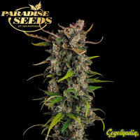 Auto Lemonade - Paradise Seeds