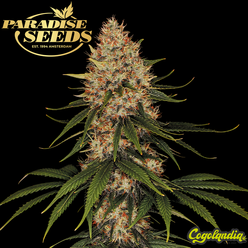 Auto Stromboli - Paradise Seeds Semillas autoflorecientes