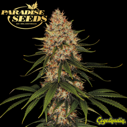 Auto Stromboli - Paradise Seeds