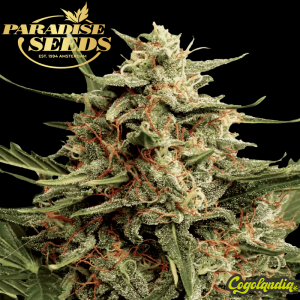 Automaria II - Paradise Seeds Semillas autoflorecientes