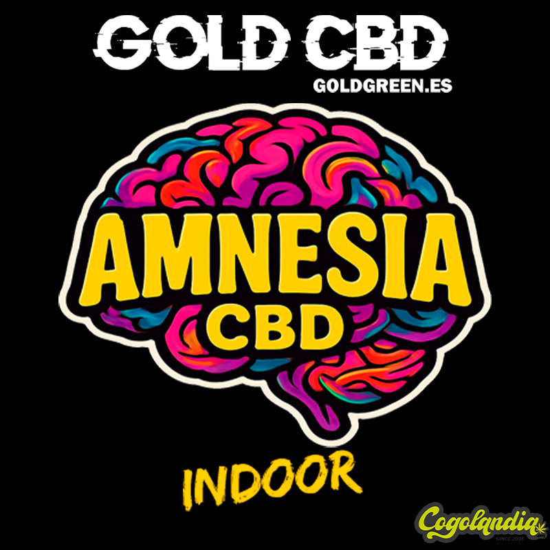Small Buds Indoor Amnesia - Gold CBD
