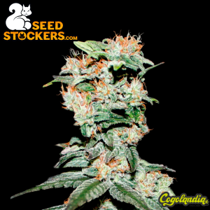 CBD Critical XXL Auto - Seedstockers Semillas Autoflorecientes