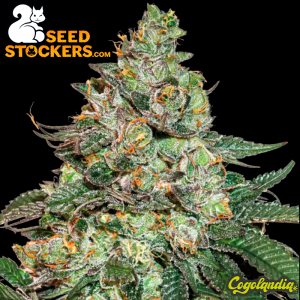 Girl Scout Cookies Auto - Seedstockers
