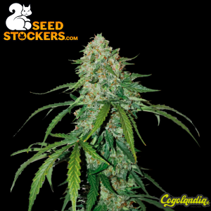 CBD 1:1 Silver Lime Haze Auto - Seedstockers Semillas