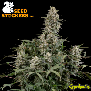Big Bud Auto - Seedstockers Semillas Autoflorecientes