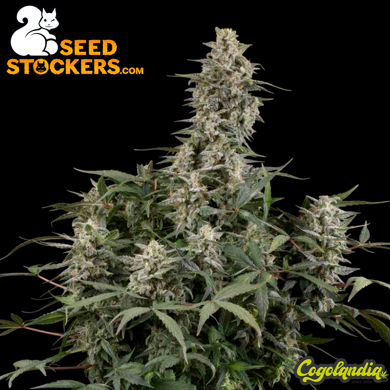 Big Bud Auto - Seedstockers Semillas Autoflorecientes