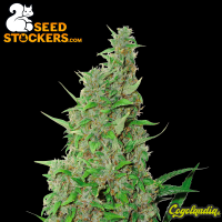 BCN Power Plant Auto - Seedstockers Semillas Autoflorecientes
