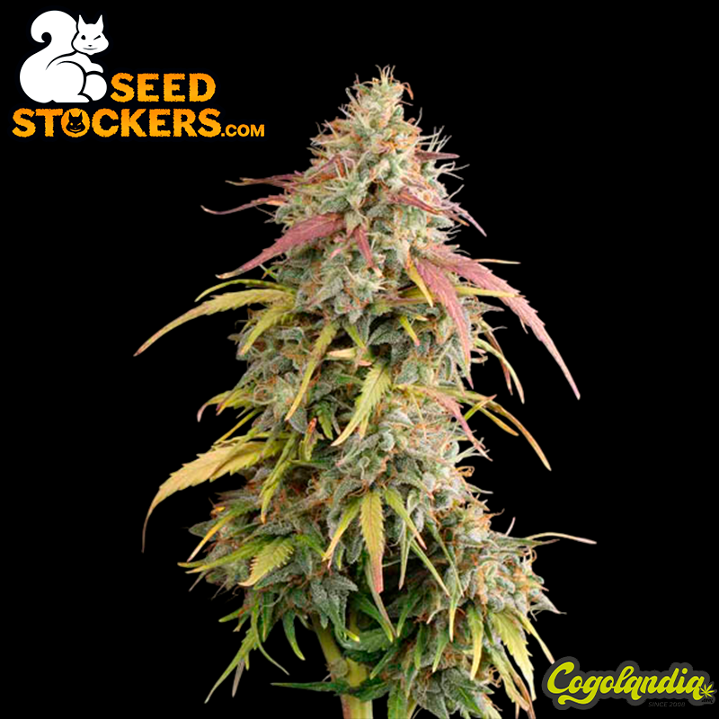 Ak420 Auto - Seedstockers Semillas Autoflorecientes