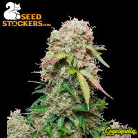 Jack Herer Auto - Seedstockers