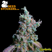 Sour Diesel Auto - Seedstockers