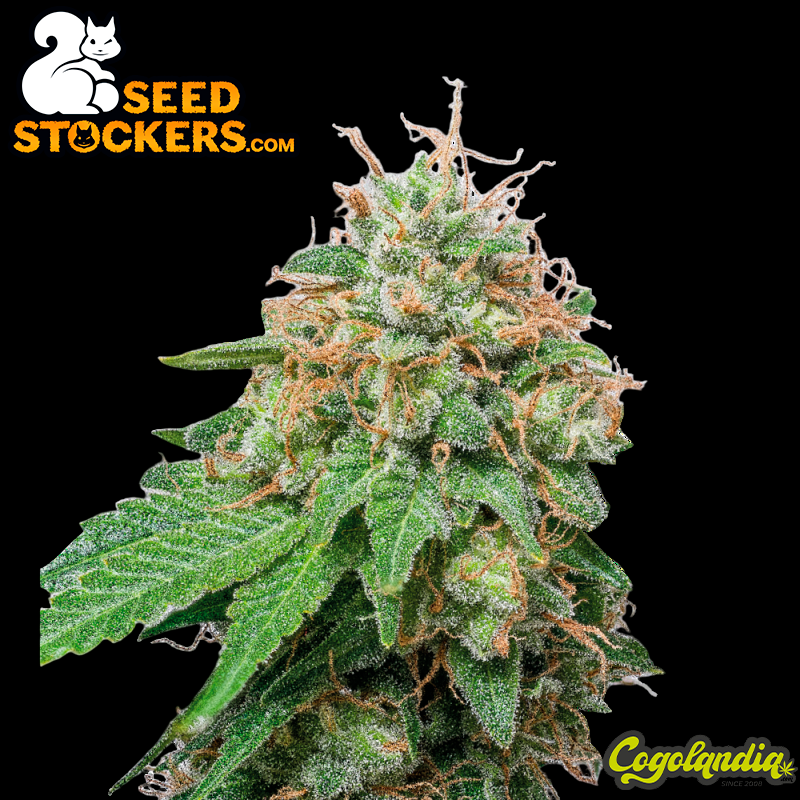 Green Crack Auto - Seedstockers