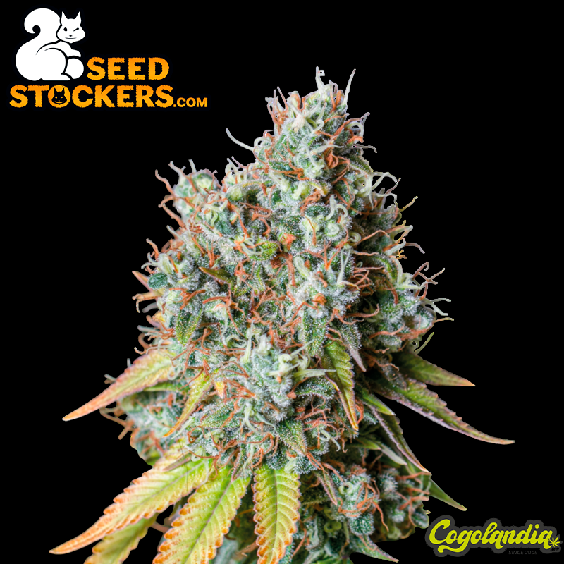 Bruce Banner Auto - Seedstockers