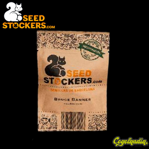 Bruce Banner Auto - Seedstockers