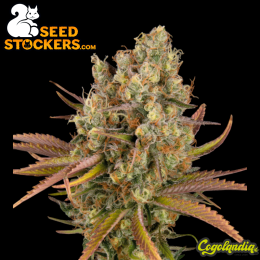 Santa Marta Haze Auto - Seedstockers