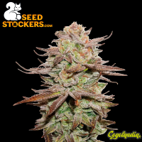 Sticky Fingers Auto - Seedstockers