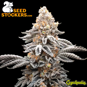 Apollo Black Cherry Auto - Seedstockers