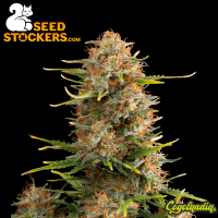 Super Skunk Auto - Seedstockers