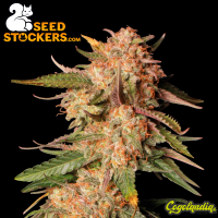 Blue Moby Auto - Seedstockers
