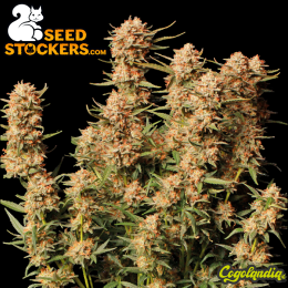 Thunder Banana Auto - Seedstockers
