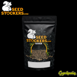 Thunder Banana Auto - Seedstockers