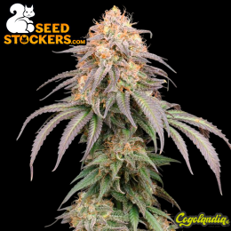 Mandarin Panties Auto - Seedstockers Semillas Autoflorecientes