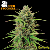 Black Rainbow Auto - Seedstockers