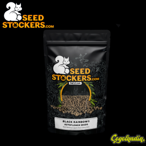 Black Rainbow Auto - Seedstockers
