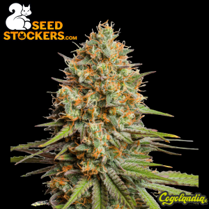 Triton Biscotto Lime Auto - Seedstockers