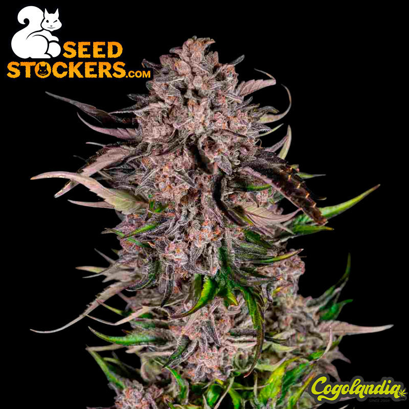Mack & Crack Auto - Seedstockers Semillas Autoflorecientes