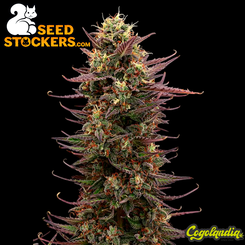 Terp & Tonic Auto - Seedstockers Semillas Autoflorecientes