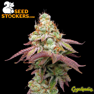 Tropical Zmoothie Auto - Seedstockers