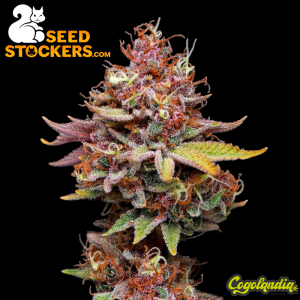 Amaretto Tarmac Auto - Seedstockers Semillas Autoflorecientes