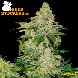 Sherbet Auto - Seedstockers