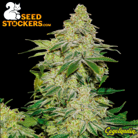 Sherbet Auto - Seedstockers