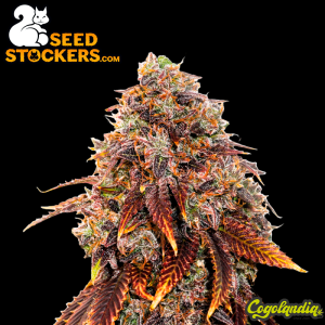 Gelato 41 - Seedstockers