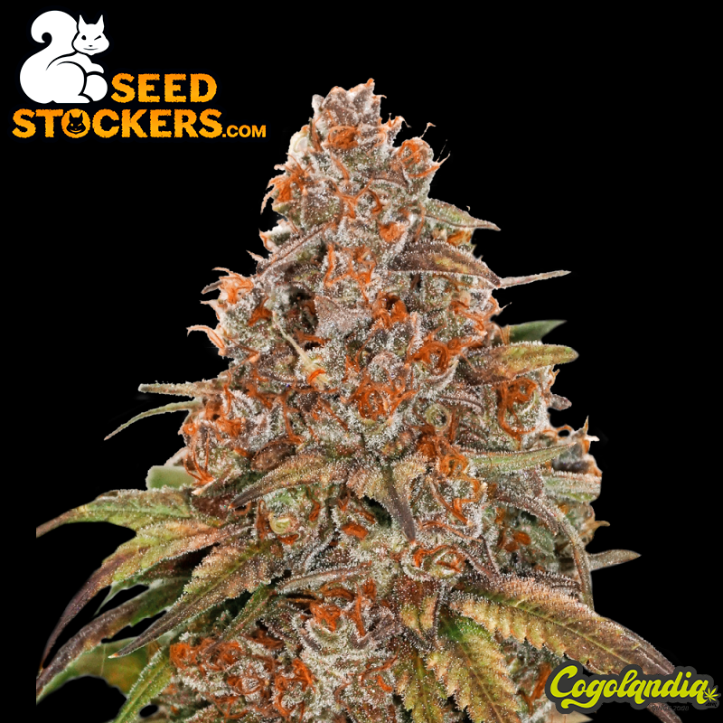 Blackberry Gum Auto - Seeds
