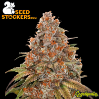 Blackberry Gum Auto - Seeds