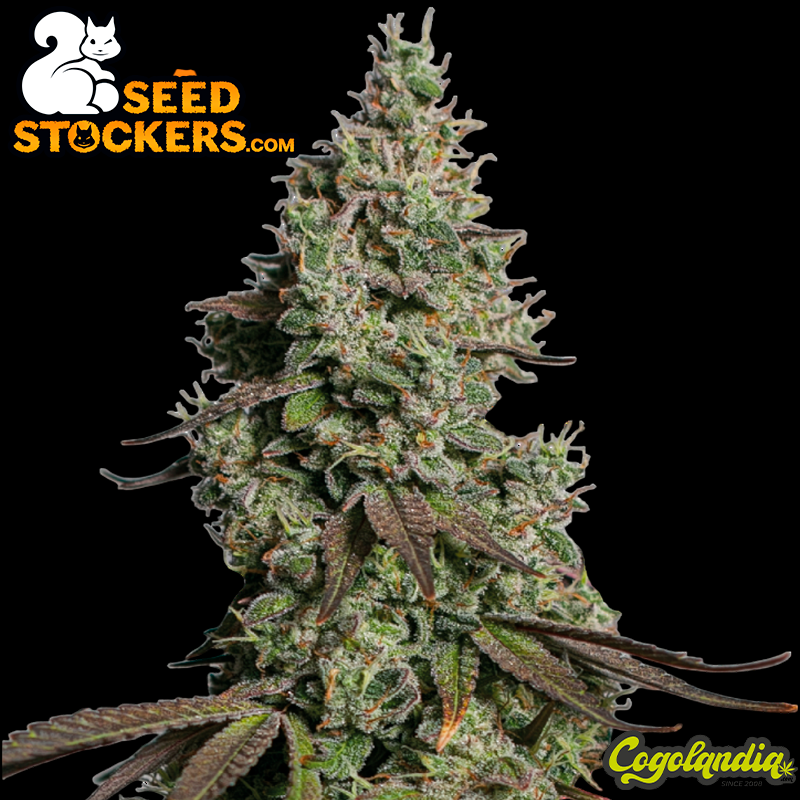 Moby Dick Auto - Seedstockers
