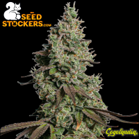 Moby Dick Auto - Seedstockers