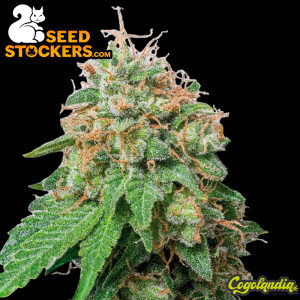 Amnesia Auto - Seedstockers
